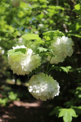 Viburnum opulus 'Roseum' - kalina obecná - květy 2